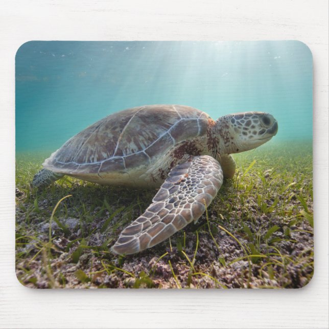 Mousepad Tartaruga de mar verde na baía do crepúsculo | (Frente)