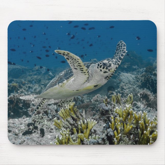 Mousepad Tartaruga Marinha Esgotada Nadando (Frente)