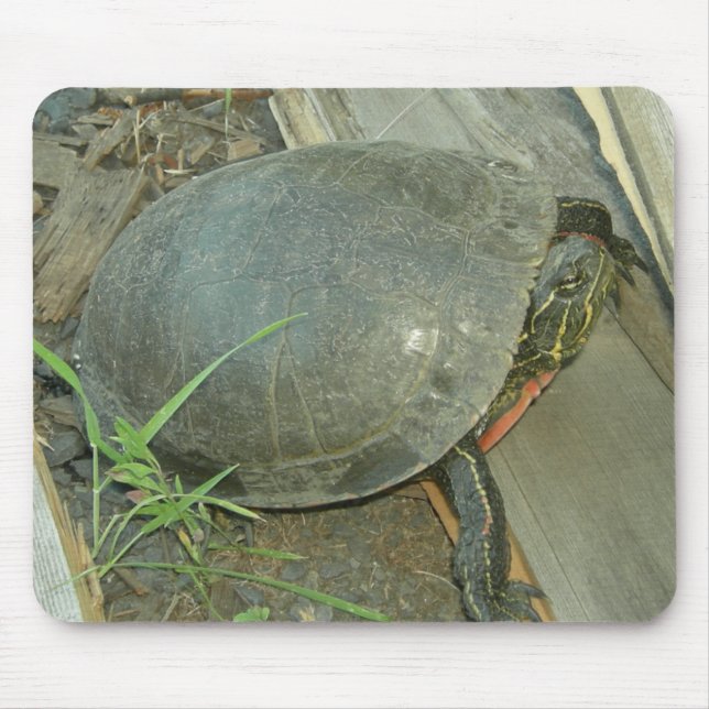 Mousepad Tartaruga pintada (Chrysemys picta) (Frente)