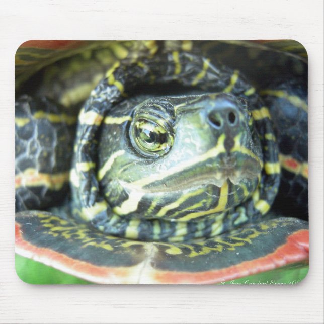Mousepad Tartaruga Pintada (Chrysemys picta) 2 (Frente)