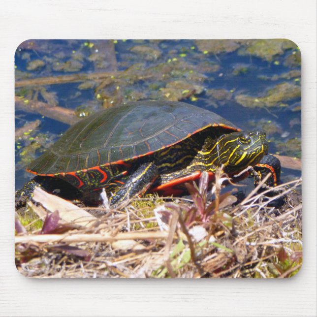 Mousepad Tartaruga pintada (Chrysemys picta) 3 (Frente)