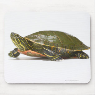 Mousepad Tartaruga pintada ocidental (bellii do picta do