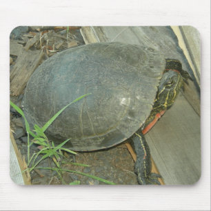 Mousepad Tartaruga pintada (picta do Chrysemys)