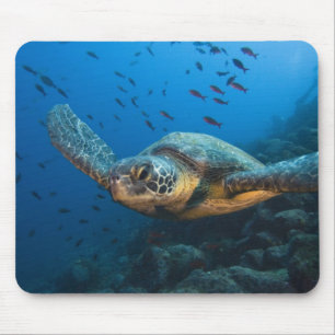 Mousepad Tartaruga Preta (Verde) (Chelonia agassizi)