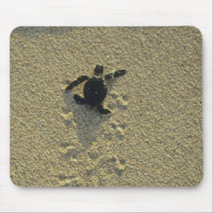 Mousepad Tartaruga Verde, (Chelonia mydas), filhote