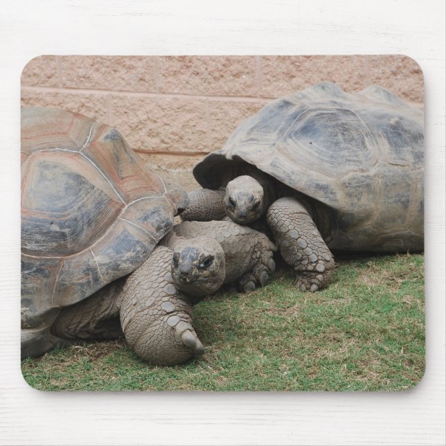 Mousepad tartarugas gigantes (Frente)