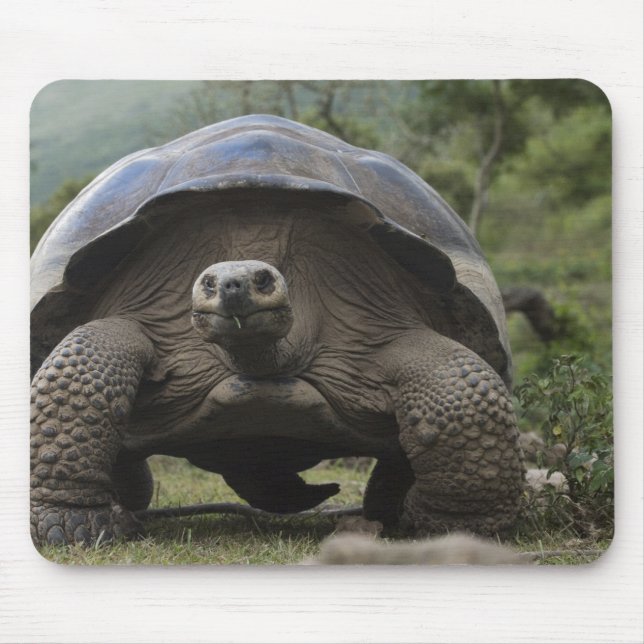 Mousepad Tartarugas Gigantes de Galápagos Geochelone (Frente)