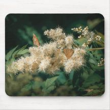 Tema florestal com flor em flor e borboletas