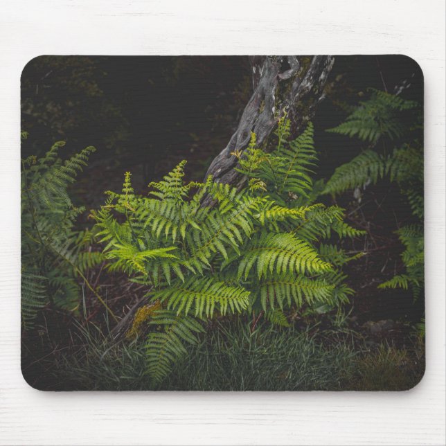 Mousepad Tema verde sombrio da natureza com samambaias (Frente)