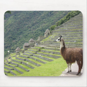 Mousepad terras do lama
