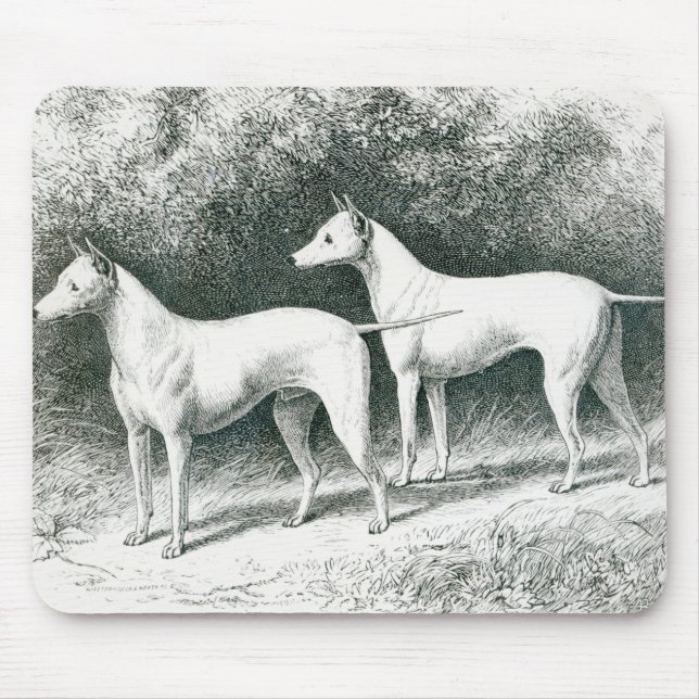 Mousepad Terrier de Branco Inglês do Sr. Vero Shaw (Frente)