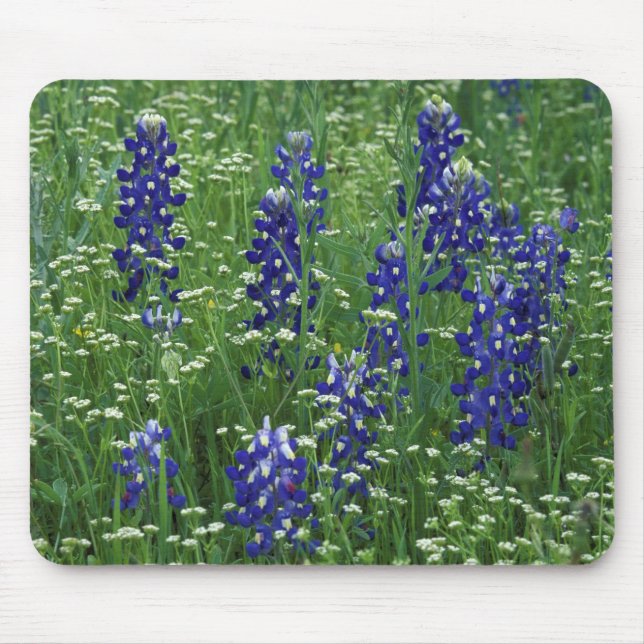 Mousepad Texas, Lago Buchanan. Texas Bluebonnet e Wild (Frente)
