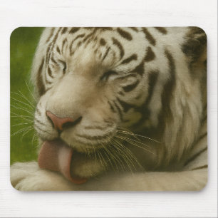 Mousepad Tigre Branco no Ritual de Alinhamento Privado