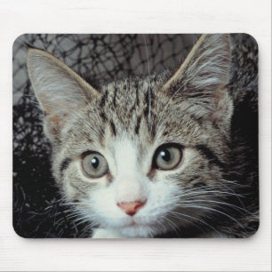 Mousepad Tigre Cat