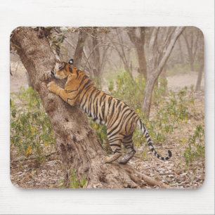 Mousepad Tigre-de-bengala-real subindo na árvore,