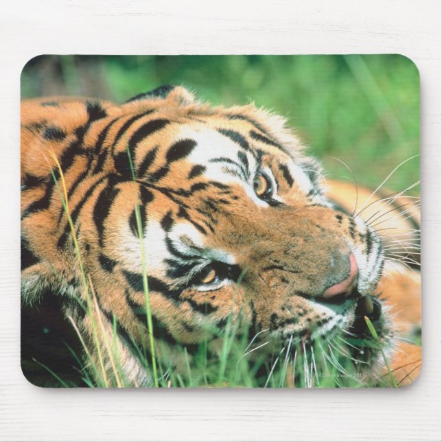 Mousepad Tigre deitado na grama (Frente)