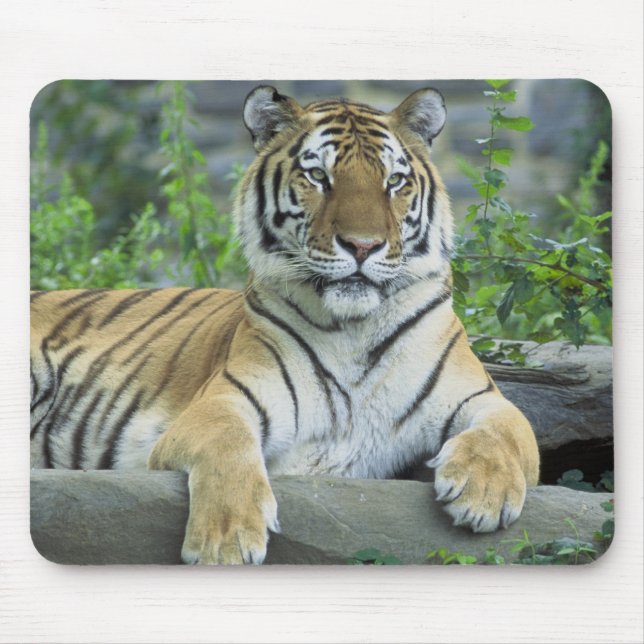 Mousepad Tigre Siberian (Frente)
