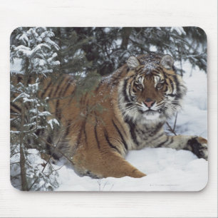Mousepad Tigre Siberian (Panthera Tigris Altaica)