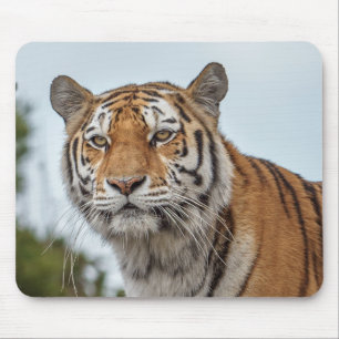 Mousepad Tigre Siberiano na Natureza