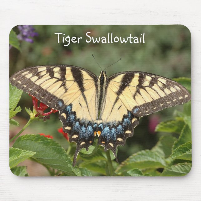 Mousepad Tigre Swallowtail (Frente)