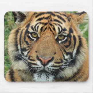 Mousepad Tigre Tapete de ratos
