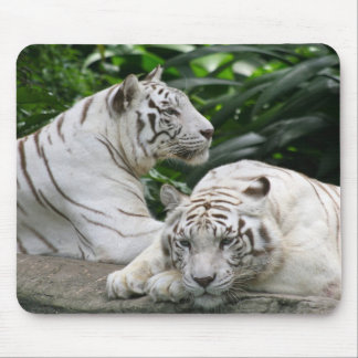 Mousepad tigres brancos