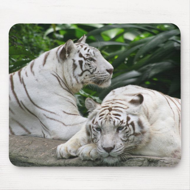Mousepad tigres brancos (Frente)
