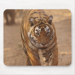 Mousepad Tigres de Bengala reais na pista, Ranthambhor