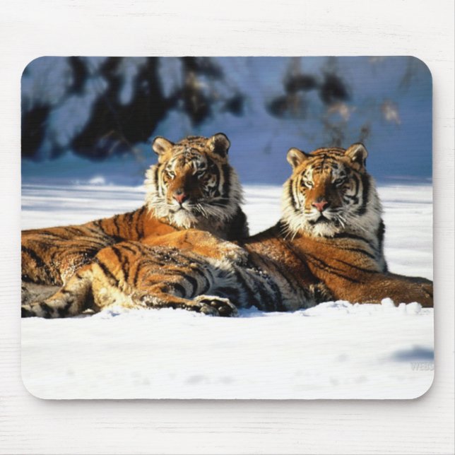 Mousepad tigres na neve (Frente)