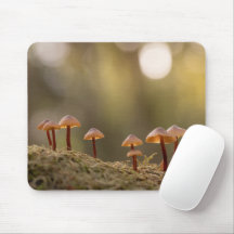 Tiny Mushroom Nature Foto