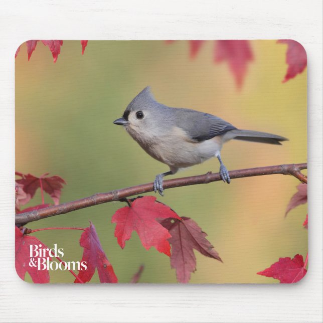 Mousepad Titmice adornados (Frente)