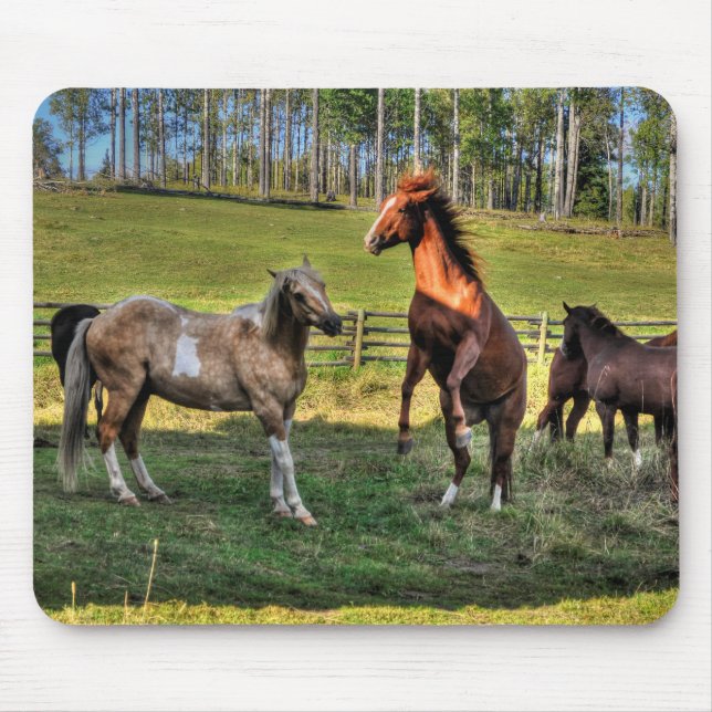 Mousepad Tocando Paint Stallion & Sorrel Mare Equine Photo (Frente)