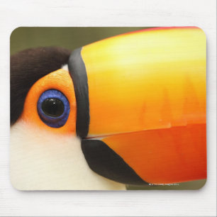 Mousepad Toco Toucan (toco de Ramphastos) é o maior