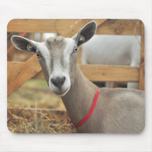 Mousepad Toggenburg Dairy Goat (Frente)