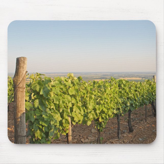 Mousepad Tokaj vineyards, Hungria (Frente)
