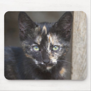 Mousepad Tortoisinferno Kitten