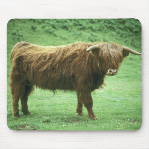 Mousepad Touro das Terras Altas, Ilha de Mull, Interior