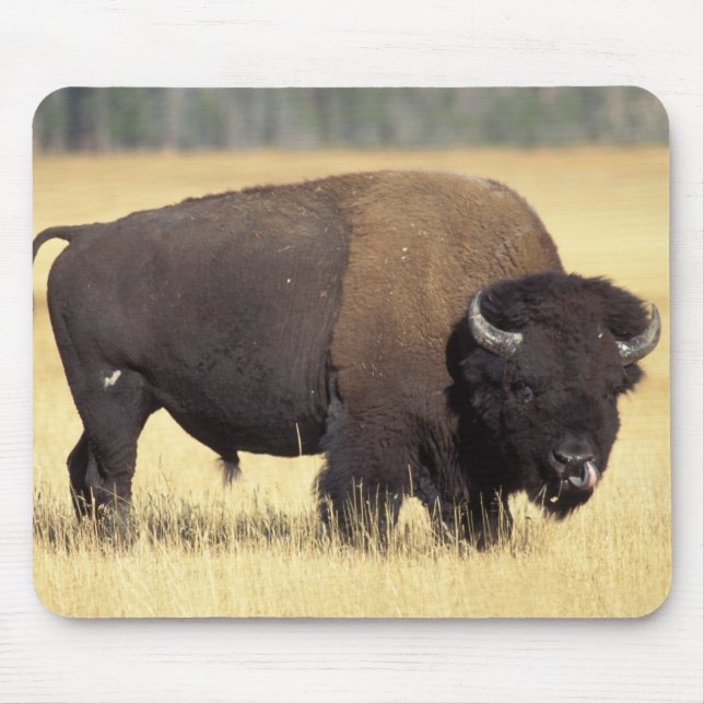 Mousepad Touro de Bisão no Parque Nacional de Yellowstone (Frente)