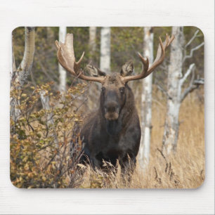 Mousepad Touro Impressionante
