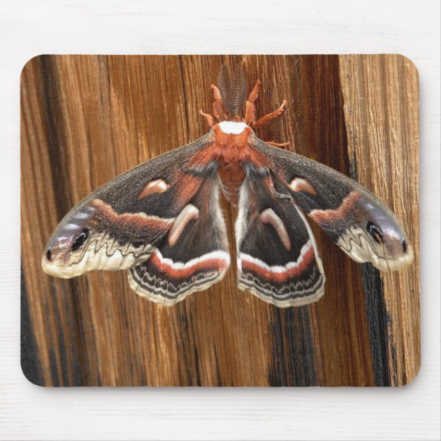 Mousepad Traça de cecropia do Hyalophora (Frente)