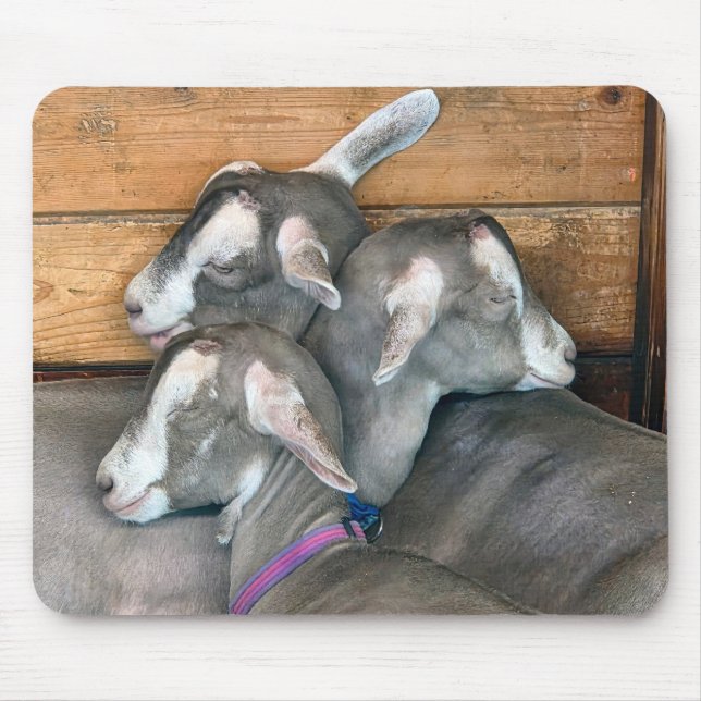 Mousepad Três cabras se aconchegando no cercado do celeiro (Frente)