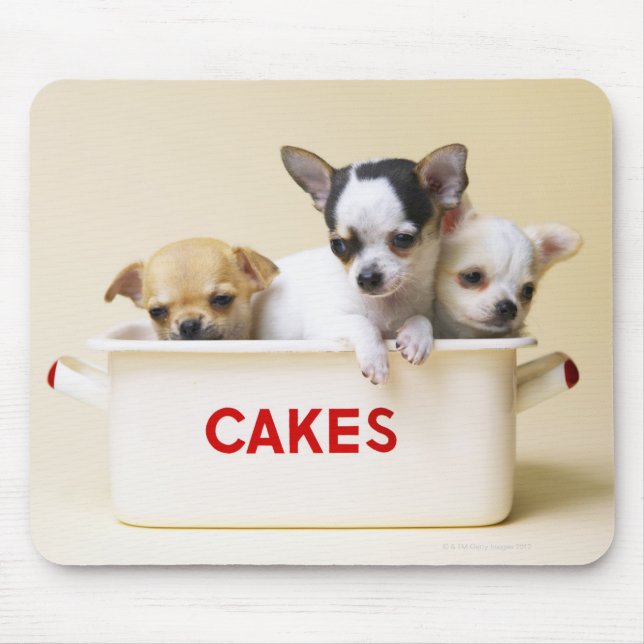 Mousepad Três cachorros chihuahua na lata de bolo (Frente)