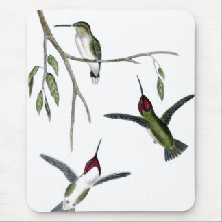 Mousepad Três colibris verdes