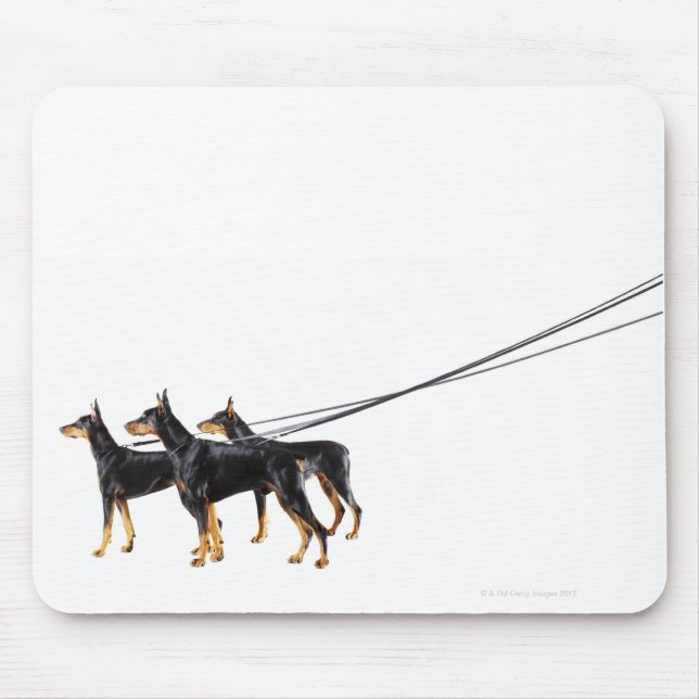 Mousepad Três Dobermans na coleira (Frente)