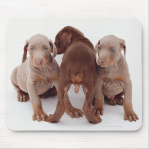 Mousepad Três filhotes de cachorro do pinscher do Doberman