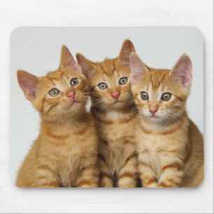 Mousepad Três gatinhos bonitos do gengibre de lado a lado