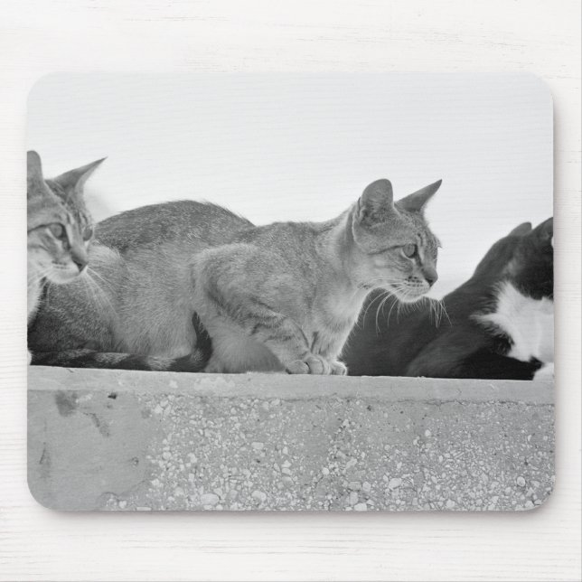 Mousepad Três gatos (Frente)