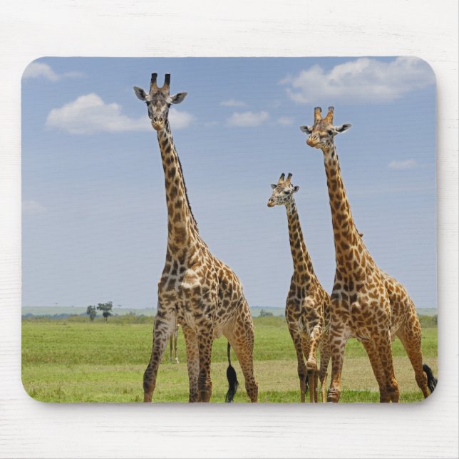 Mousepad três girafas Masai, Girafa camelopardalis (Frente)