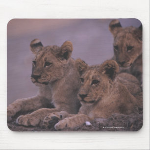 Mousepad Três leão Cubs