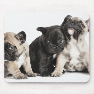 Mousepad Três Pug Puppies